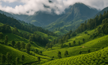 Nilgiris Delights Tour