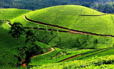 Kerala Delights Tour(Cochin – Munnar – Alleppey)